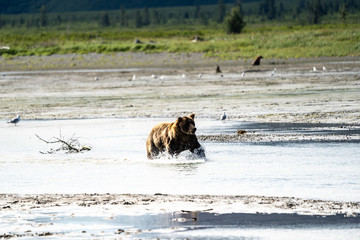 Alaskan Coastal Brown Bear grizzly splashes in the river looking for food in Katmai National Park. Seagulls near the bear