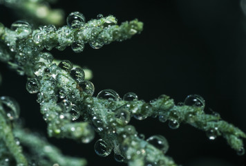 water drops on green leaf2