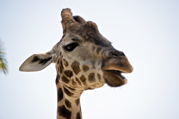 giraffe