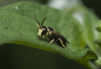 insect macro