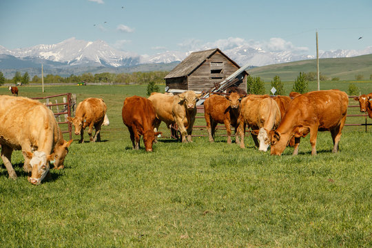 Cows herd in happy summer time in south Alberta, Canada