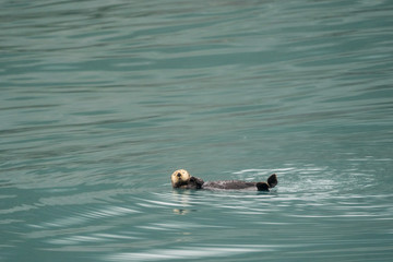 Cute sea otter floating on his back in teal water in Resurrection Bay in Kenai Fjords National Park