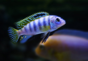 Yellow Fin blue stripped Cichlids