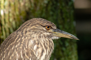 Juvenile black crowned night heron