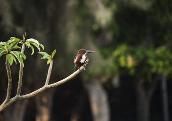 kingfisher3