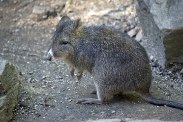 Obraz premium long nosed potoroo