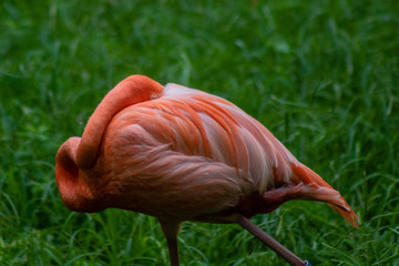 Caribbean flamingo