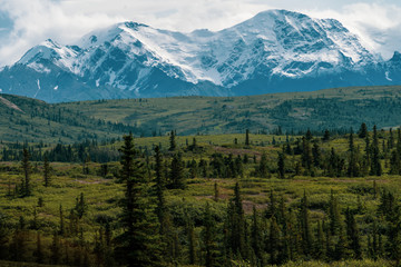 Beautiful boreal forest along the Richardson Highway shows the Delta Mountain Range