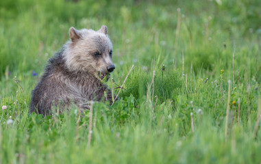 Fototapeta premium Grizzly bear
