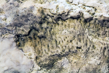 Fossils of the ancient warm sea. Western Siberia, Russia