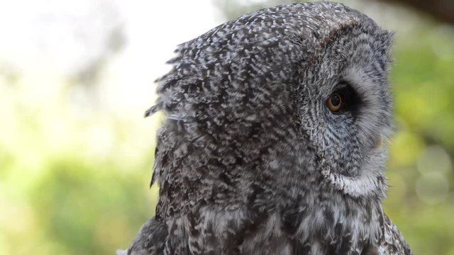 Close up HD Video of one Great Grey Owl looking around listening to environment. The Great Grey Owl is a very large owl, documented as the world's largest species of owl by length.