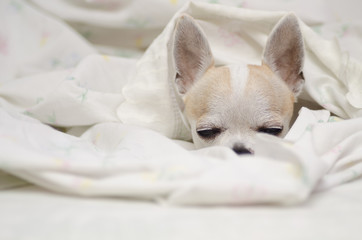Perro chihuahua en la cama
