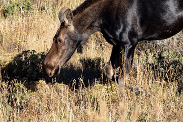 Fototapeta na wymiar A moose goes to her knees to eat brush