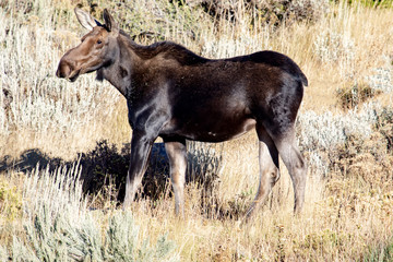 A young moose eating grass along a mountainside