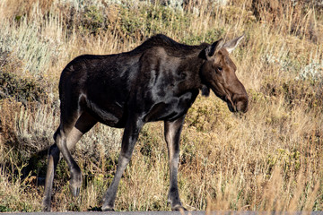 A young moose eating grass along a mountainside