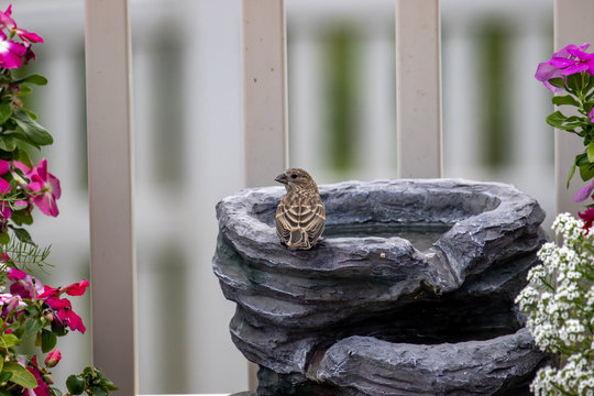 A House Finch Perched On A Backyard Bird Bath