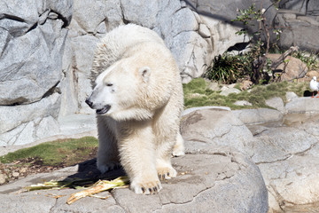 polar bear