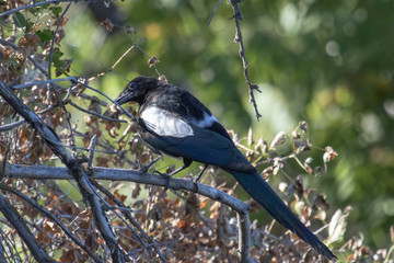 A magpie perched on a branch eating a grasshopper