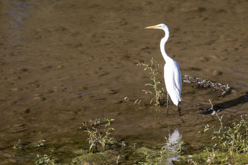 Snowy egret wadding in the shallows of a lake