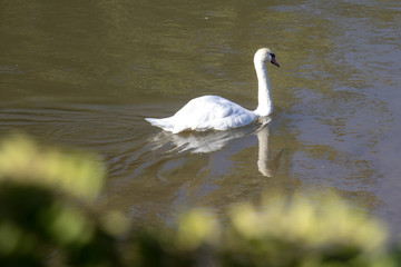 A wild swan floating peacefully on a lake
