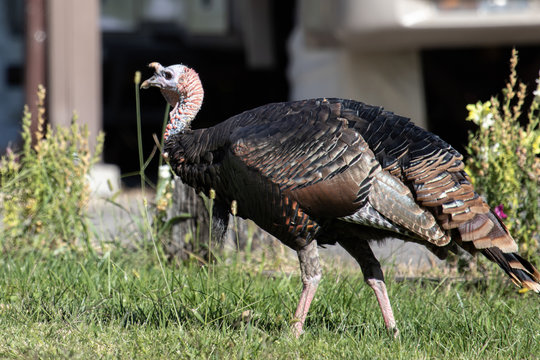 A wild turkey struts into the back yard