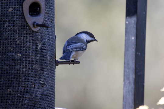 A black-capped chikadee perched on a sunflower feeder