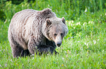 Grizzly bear