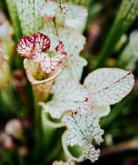Pitcher Plant