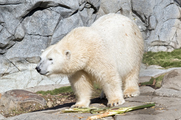 polar bear