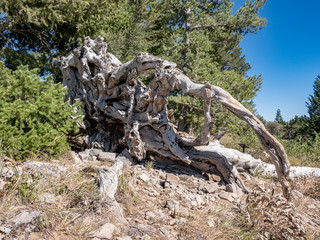 Fototapeta na wymiar The over-turned roots of an ancient tree