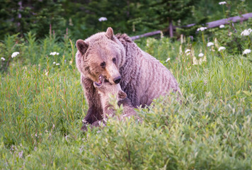 Grizzly bear