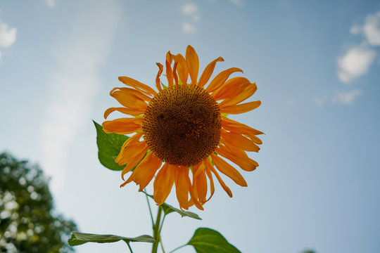 Sunflower Up-close