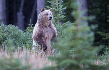 Grizzly bear