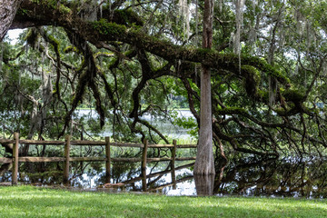 Obraz premium Gnarled old tree