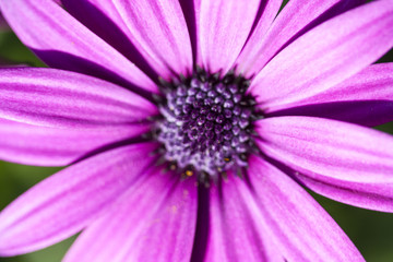Fototapeta premium purple flower close up
