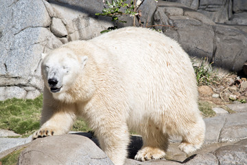 polar bear