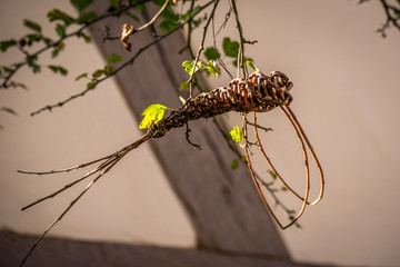 Dekoratives aus Weide