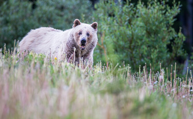 Grizzly bear