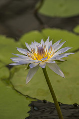 beautiful lotus flower