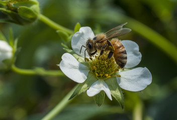 Honey bee flowers