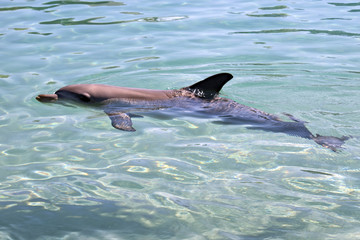 Obraz premium bottlenose dolphin