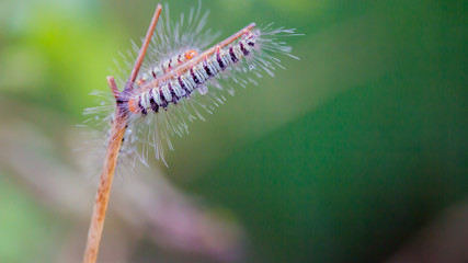 striped caterpillar with green background in nature