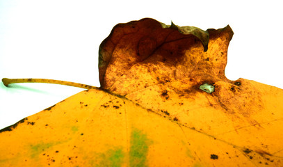 Herbstblatt auf weissen Hintergrund