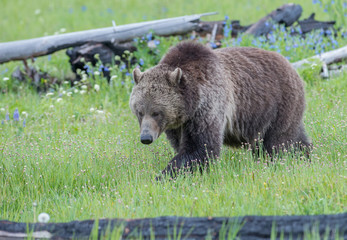 Obraz premium Grizzly bears in the wild