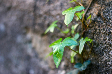 Green plant climbing wall