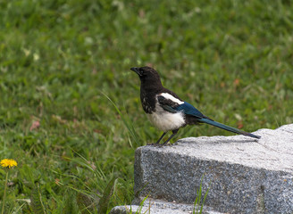 magpie and dandelion