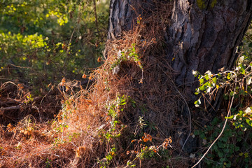 Tree trunk with grass