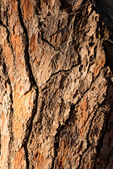 Texture of tree trunk