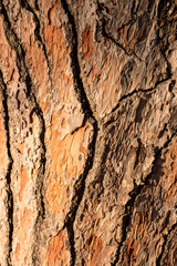 Texture of tree trunk
