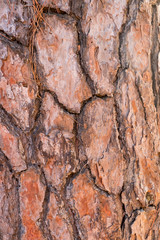 Texture of tree trunk